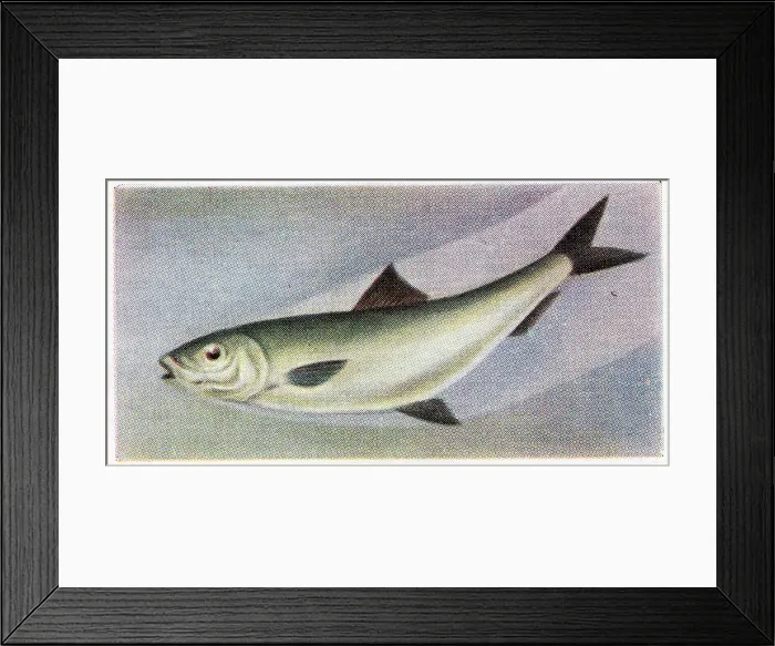 Framed Print : Collectible trade card, Sardine, the Fish We Eat series, 1954