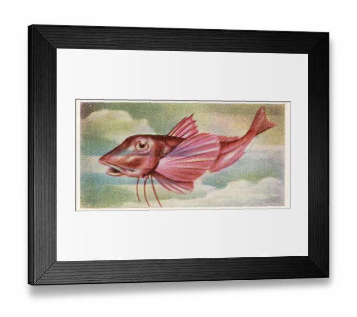 Framed Print : Collectible trade card, Red Gurnard, the Fish We Eat series, 1954 Framed Print : Collectible trade card, Red Gurnard, the Fish We Eat series, 1954
