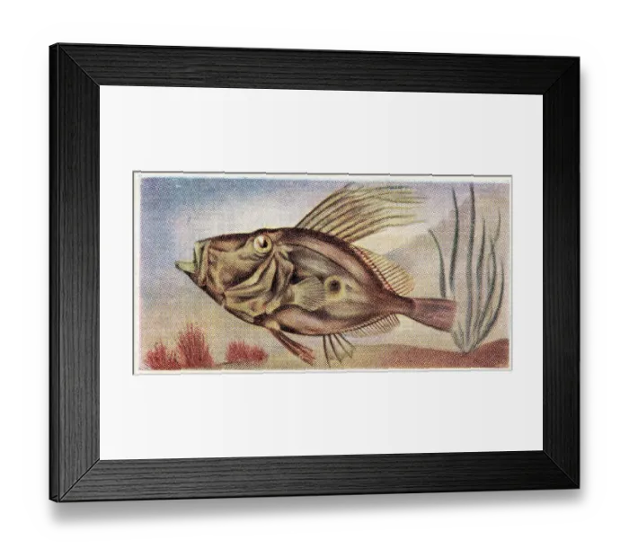 Framed Print : Collectible trade card, Dory, the Fish We Eat series, 1954 Framed Print : Collectible trade card, Dory, the Fish We Eat series, 1954