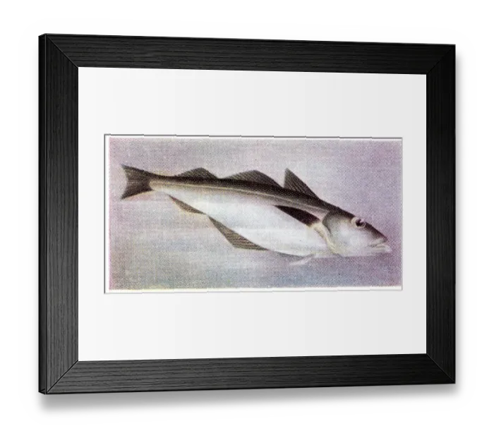 Framed Print : Collectible trade card, Pollock, the Fish We Eat series, 1954 Framed Print : Collectible trade card, Pollock, the Fish We Eat series, 1954