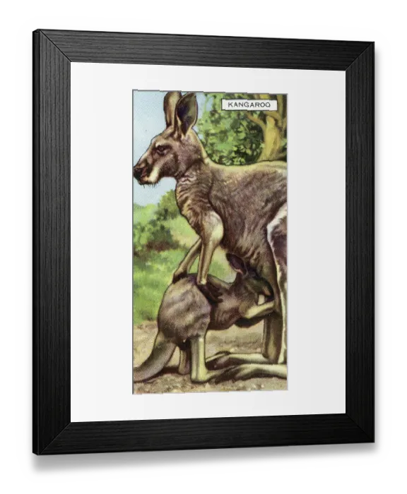 Framed Print : Collectible Gallaher cigarette card, Kangaroo, Wild Animals series, 1937 Framed Print : Collectible Gallaher cigarette card, Kangaroo, Wild Animals series, 1937