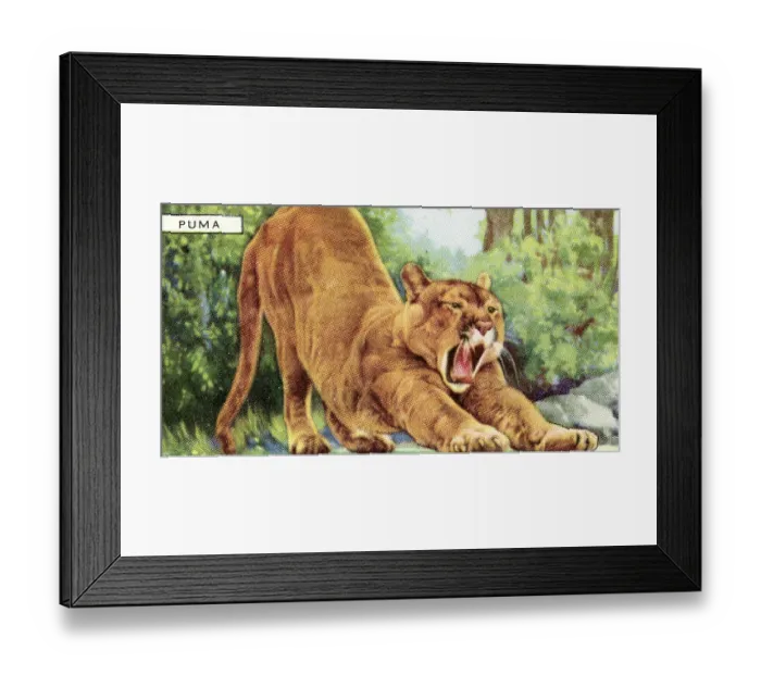 Framed Print : Collectible Gallaher cigarette card, Puma, Wild Animals series, 1937 Framed Print : Collectible Gallaher cigarette card, Puma, Wild Animals series, 1937