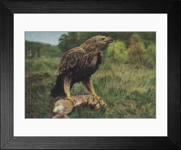 Framed Print : Collectible tobacco card, Imperial Eagle, Salem Cigarettes, 1927