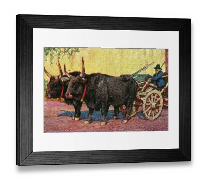 Framed Print : Collectible tobacco card, Farmer Driving Oxcart, Sardinia, Italy, Sulima Cigarettes, 1927 Framed Print : Collectible tobacco card, Farmer Driving Oxcart, Sardinia, Italy, Sulima Cigarettes, 1927