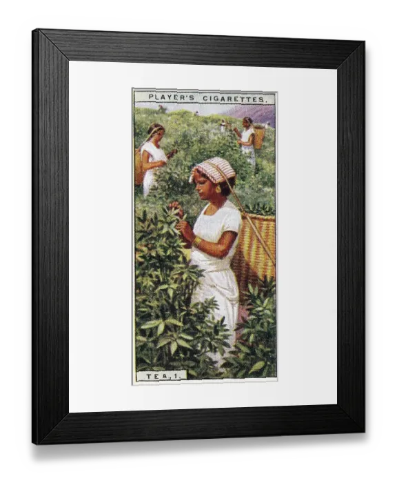 Framed Print : Vintage tobacco card, The Tea Trade, Sri Lanka, Products of the World series, Player's Cigarettes, 1928