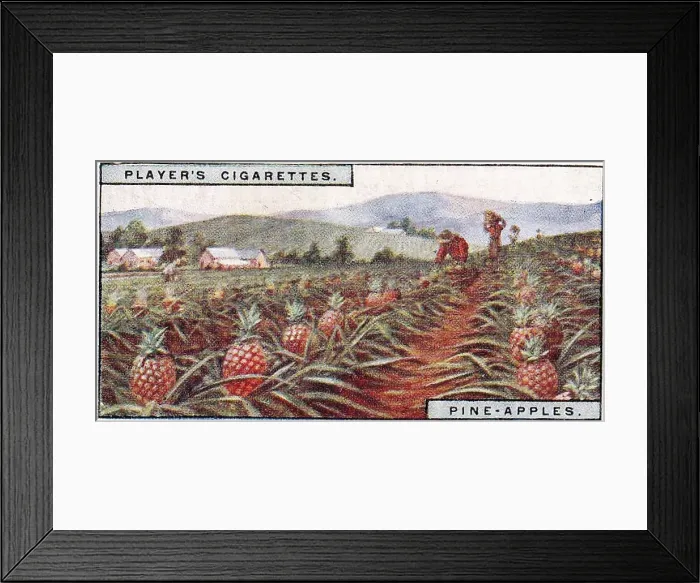 Framed Print : Vintage tobacco card, Pineapple Farm, Hawaii, Products of the World series, Player's Cigarettes, 1928 Framed Print : Vintage tobacco card, Pineapple Farm, Hawaii, Products of the World series, Player's Cigarettes, 1928