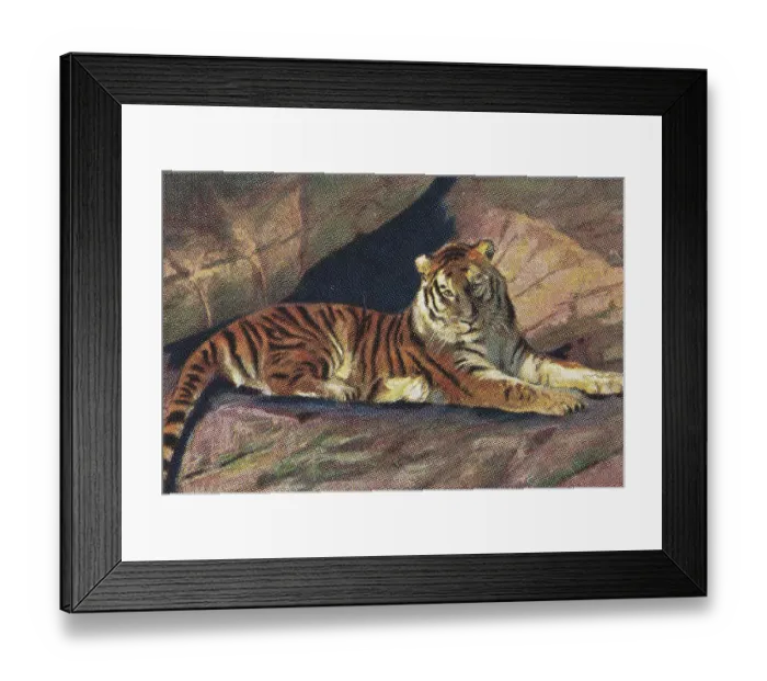 Framed Print : Collectible tobacco card, East Siberian Tiger, Jasmatzi Cigarettes, 1928 Framed Print : Collectible tobacco card, East Siberian Tiger, Jasmatzi Cigarettes, 1928