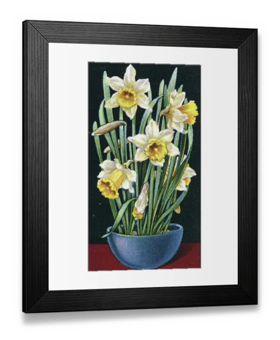 Framed Print : Collectible tobacco card, Daffodil, Flower Culture in Pots series, Will's Cigarettes, 1925 Framed Print : Collectible tobacco card, Daffodil, Flower Culture in Pots series, Will's Cigarettes, 1925