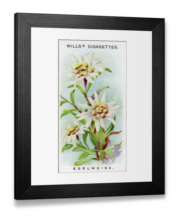 Framed Print : Edelweiss, Alpine Flowers series, collectible cigarette card, 1913 Framed Print : Edelweiss, Alpine Flowers series, collectible cigarette card, 1913