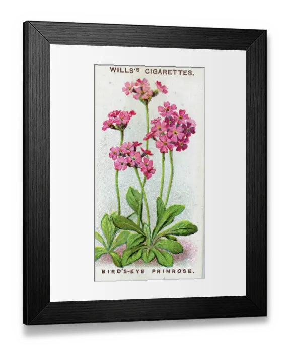 Framed Print : Primrose, Alpine Flowers series, collectible cigarette card, 1913 Framed Print : Primrose, Alpine Flowers series, collectible cigarette card, 1913