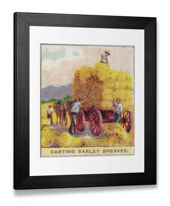 Framed Print : Vintage tobacco card, Carting Barley, Russia, Products of the World series, Player's Cigarettes, 1909 Framed Print : Vintage tobacco card, Carting Barley, Russia, Products of the World series, Player's Cigarettes, 1909