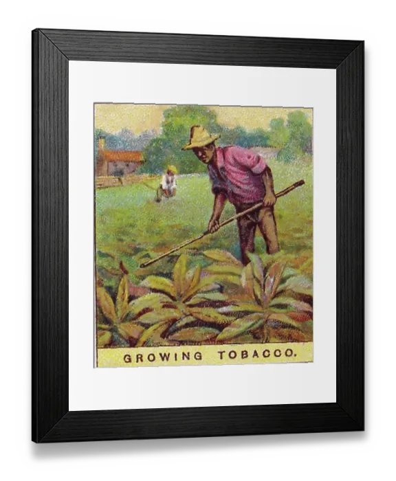 Framed Print : Vintage tobacco card, Growing Tobacco in Cuba, Products of the World series, Player's Cigarettes, 1909 Framed Print : Vintage tobacco card, Growing Tobacco in Cuba, Products of the World series, Player's Cigarettes, 1909