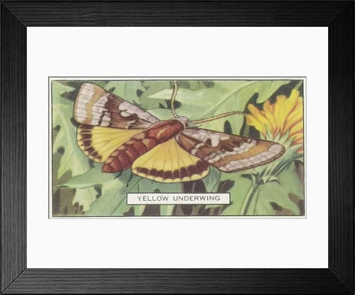 Framed Print : Yellow Underwing Moth, Butterflies and Moths series, Gallaher Collectible Tobacco Card, 1938 Framed Print : Yellow Underwing Moth, Butterflies and Moths series, Gallaher Collectible Tobacco Card, 1938