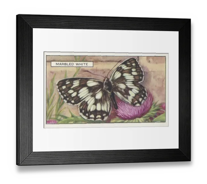 Framed Print : Marbled White Butterfly, Butterflies and Moths series, Gallaher Collectible Tobacco Card, 1938 Framed Print : Marbled White Butterfly, Butterflies and Moths series, Gallaher Collectible Tobacco Card, 1938