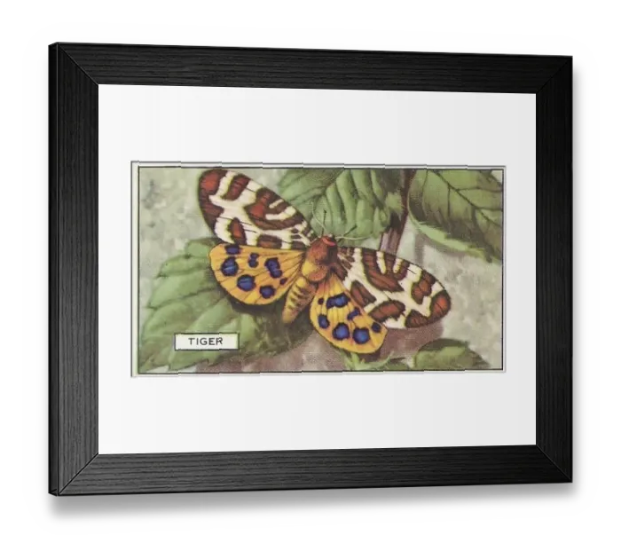 Framed Print : Tiger Butterfly, Butterflies and Moths series, Gallaher Collectible Tobacco Card, 1938