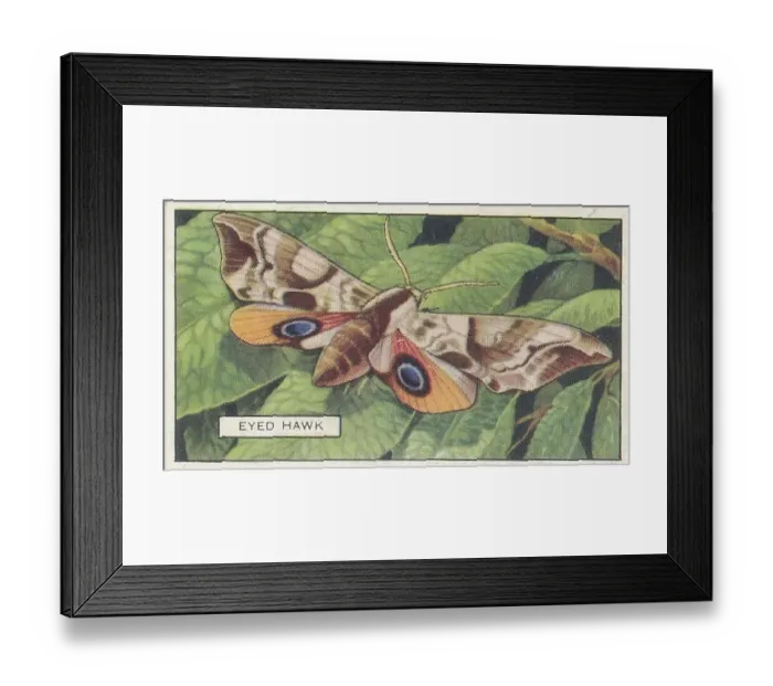 Framed Print : Eyed Hawk Moth, Butterflies and Moths series, Gallaher Collectible Tobacco Card, 1938 Framed Print : Eyed Hawk Moth, Butterflies and Moths series, Gallaher Collectible Tobacco Card, 1938