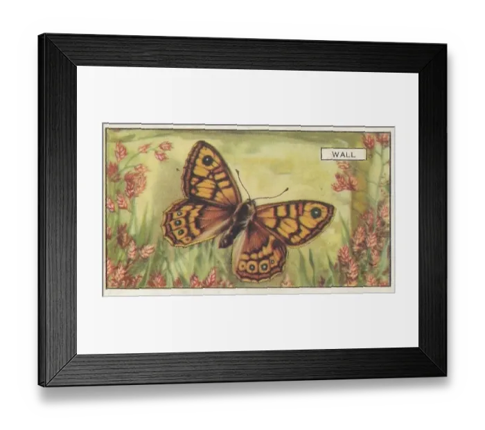 Framed Print : Wall Butterfly, Butterflies and Moths series, Gallaher Collectible Tobacco Card, 1938