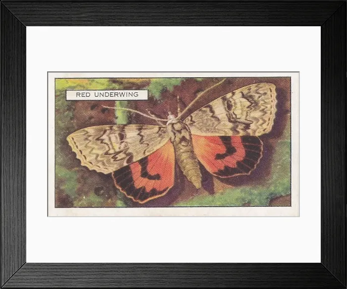 Framed Print : Red Underwing Moth, Butterflies and Moths series, Gallaher Collectible Tobacco Card, 1938 Framed Print : Red Underwing Moth, Butterflies and Moths series, Gallaher Collectible Tobacco Card, 1938