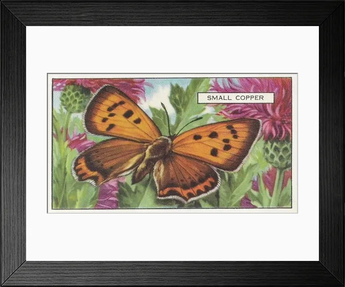 Framed Print : Small Copper Butterfly, Butterflies and Moths series, Gallaher Collectible Tobacco Card, 1938 Framed Print : Small Copper Butterfly, Butterflies and Moths series, Gallaher Collectible Tobacco Card, 1938