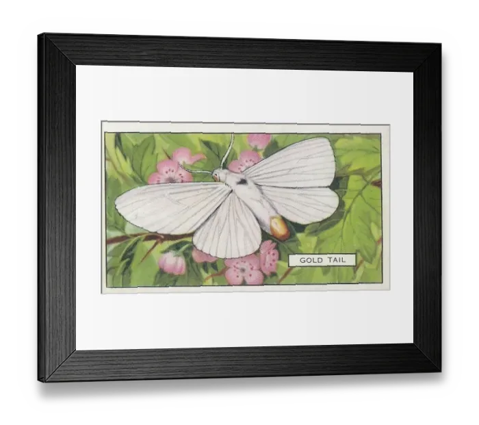 Framed Print : Gold Tail Butterfly, Butterflies and Moths series, Gallaher Collectible Tobacco Card, 1938 Framed Print : Gold Tail Butterfly, Butterflies and Moths series, Gallaher Collectible Tobacco Card, 1938