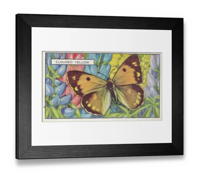 Framed Print : Yellow Clouded Butterfly, Butterflies and Moths series, Gallaher Collectible Tobacco Card, 1938 Framed Print : Yellow Clouded Butterfly, Butterflies and Moths series, Gallaher Collectible Tobacco Card, 1938
