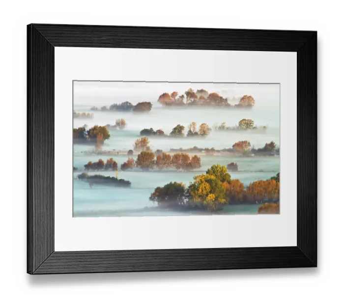 Framed Print : Tree Top Fog Framed Print : Tree Top Fog