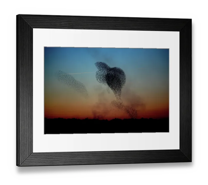 Framed Print : Starling Formation Framed Print : Starling Formation