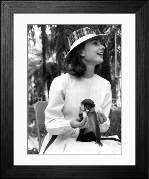 Framed Print : Audrey Hepburn Feeding A Monkey