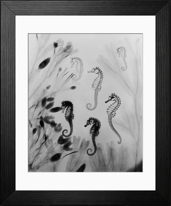 Framed Print : X-Ray Seahorses Framed Print : X-Ray Seahorses