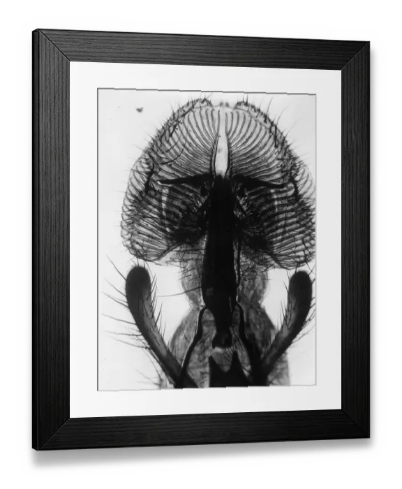 Framed Print : Fly Proboscis Framed Print : Fly Proboscis