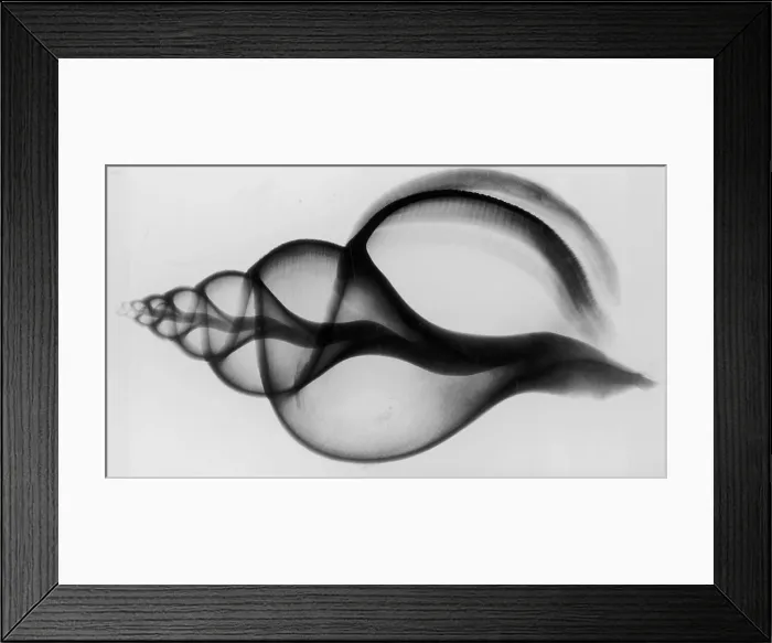 Framed Print : X-Ray Whelk Shell