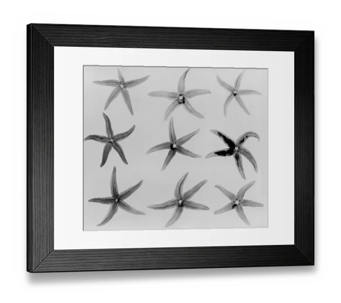 Framed Print : X-Ray Starfish Framed Print : X-Ray Starfish