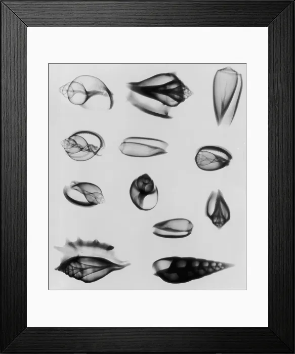 Framed Print : X-Ray Twelve Shells Framed Print : X-Ray Twelve Shells