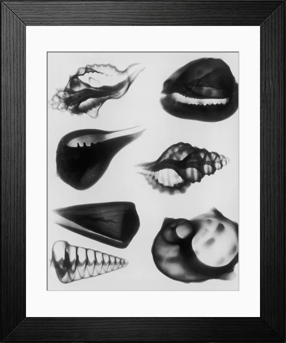 Framed Print : X-Ray Seven Shells
