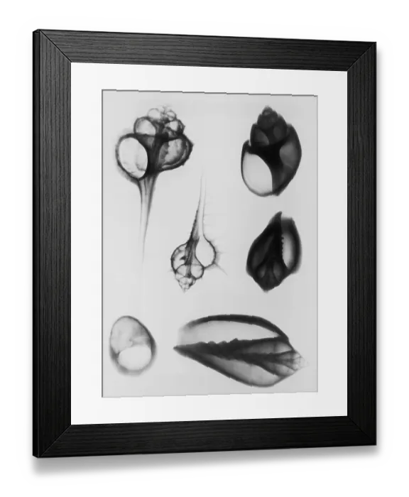 Framed Print : X-Ray Six Shells