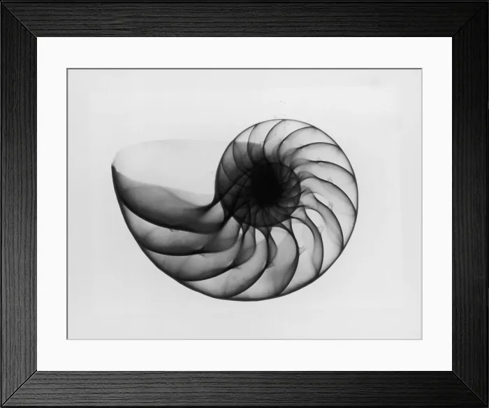Framed Print : X-Ray Nautilus Shell Framed Print : X-Ray Nautilus Shell