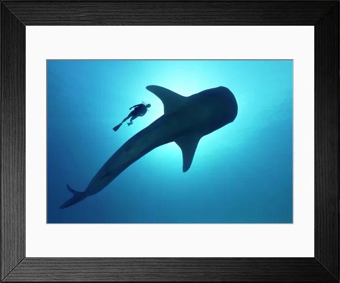 Framed Print : Sihouette of diver with Whale shark (Rhincodon typus) from below Framed Print : Sihouette of diver with Whale shark (Rhincodon typus) from below