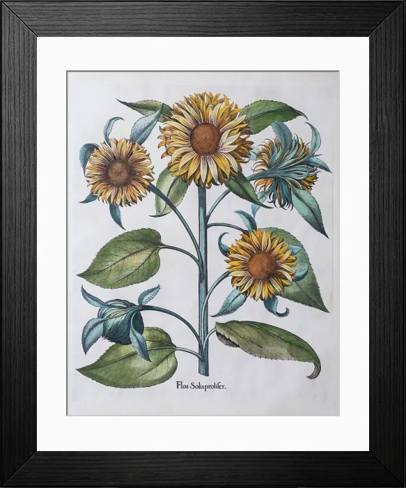 Framed Print : Multiflowered Sunflower (Helianthus annuus) Framed Print : Multiflowered Sunflower (Helianthus annuus)