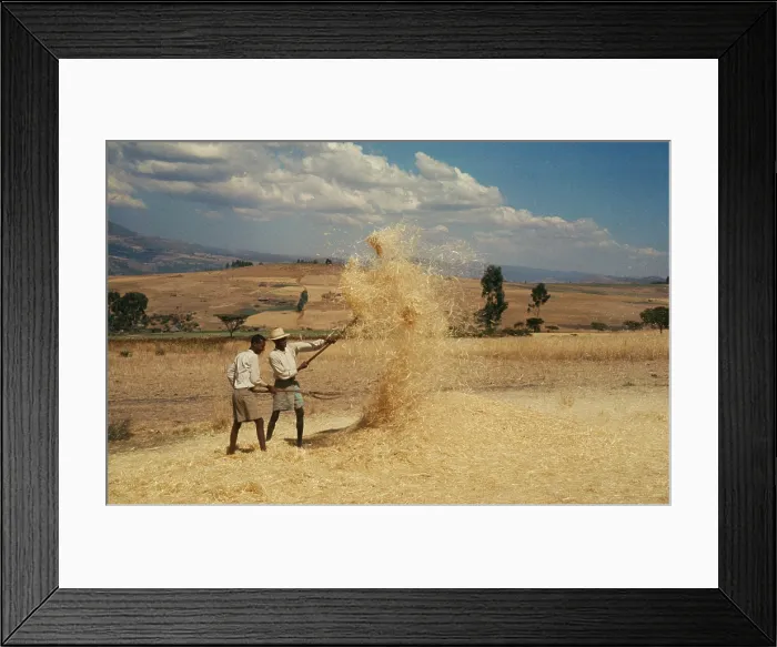 Framed Print : Wind Winnowing Framed Print : Wind Winnowing