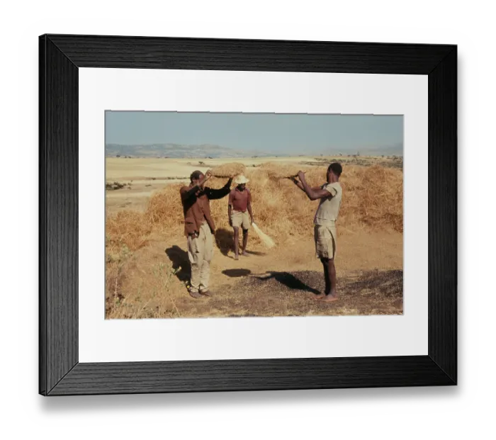 Framed Print : Wind Winnowing Framed Print : Wind Winnowing