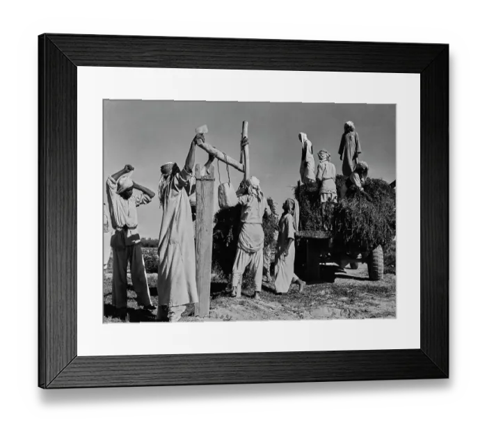 Framed Print : Saudi Arabian Alfalfa Harvest Framed Print : Saudi Arabian Alfalfa Harvest