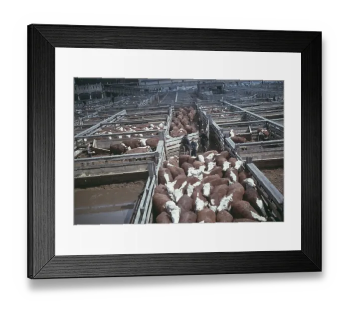 Framed Print : Meat Packing Plant, Chicago