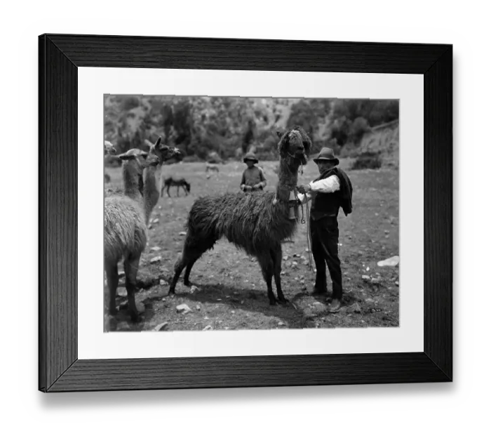 Framed Print : A Bolivian Man With A LLama In Bolivia Framed Print : A Bolivian Man With A LLama In Bolivia