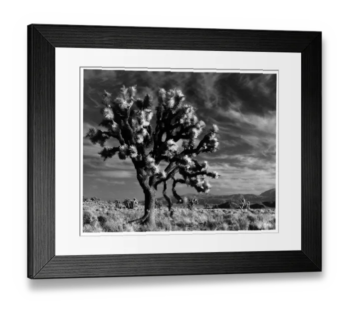 Framed Print : The Mojave Desert In California