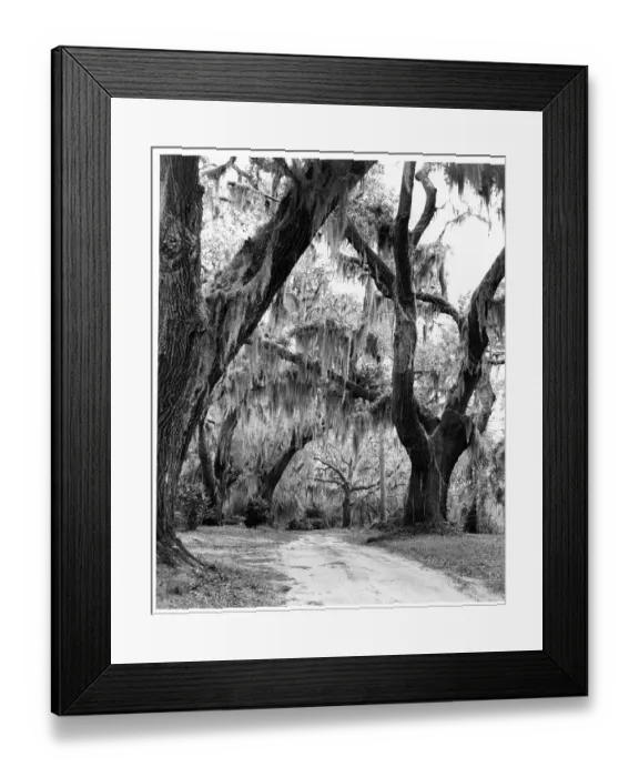Framed Print : Spanish Moss Hanging From Live Oaks In Wilmington, North Carolina Framed Print : Spanish Moss Hanging From Live Oaks In Wilmington, North Carolina