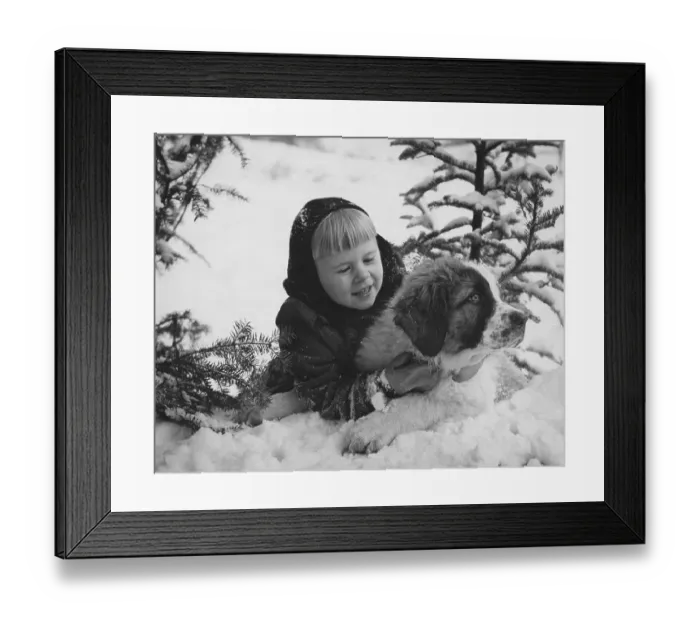 Framed Print : Child And St Bernard Framed Print : Child And St Bernard