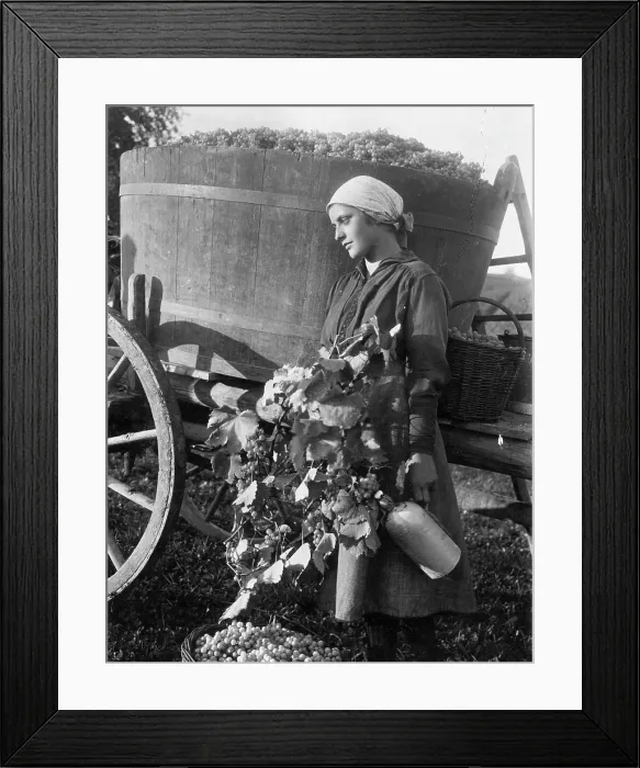 Framed Print : GRAPES IN SWITZERLAND