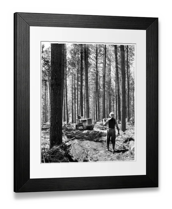 Framed Print : HAULING LOGS IN SOUTH AFRICA Framed Print : HAULING LOGS IN SOUTH AFRICA