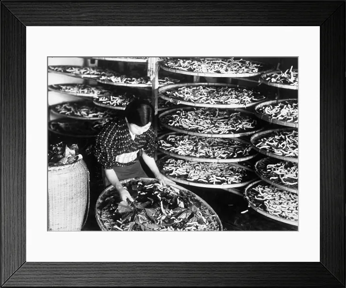 Framed Print : GRUB WORMS IN CHINA Framed Print : GRUB WORMS IN CHINA