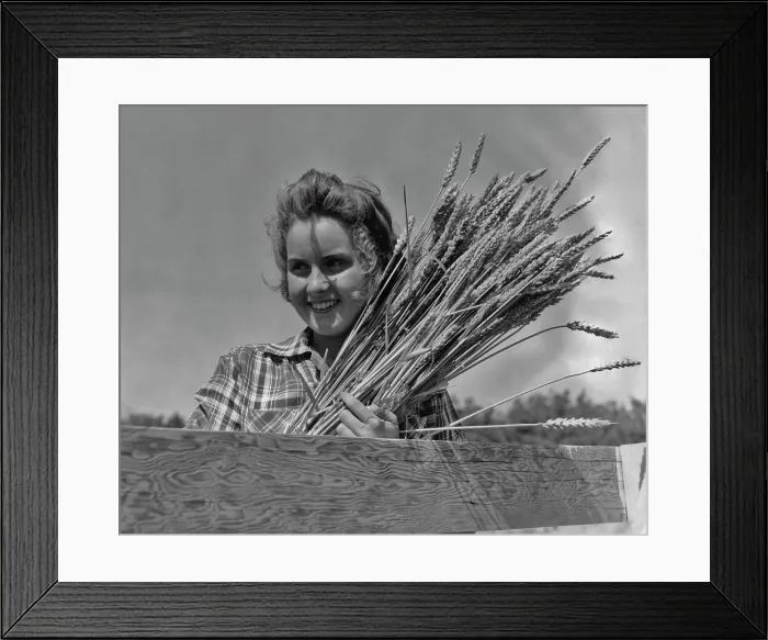 Framed Print : Wheat Harvest Framed Print : Wheat Harvest